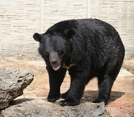 Image showing Bear