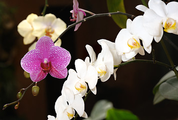 Image showing Orchids