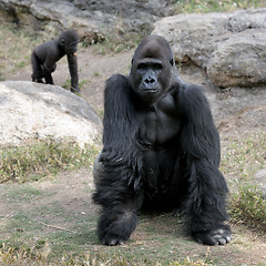 Image showing Gorillas