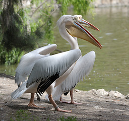 Image showing Pelican