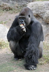 Image showing Gorillas