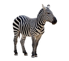 Image showing Zebra 