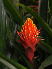 Image showing Tropical flowers