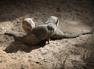 Image showing In Zoo