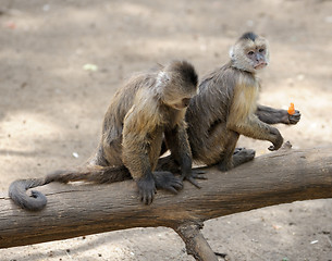 Image showing Monkey