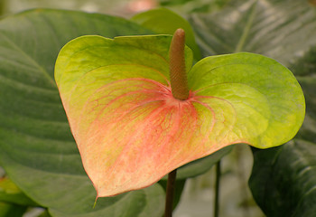 Image showing Tropical flowers