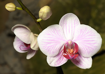 Image showing Orchids