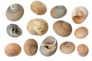 Image showing 
Seashells