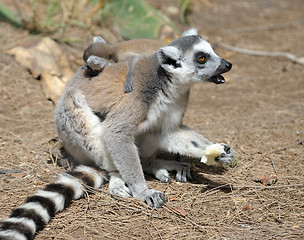 Image showing Lemurs