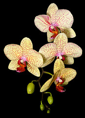 Image showing Orchids