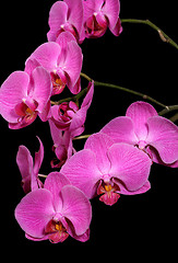 Image showing Orchids