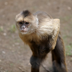 Image showing Monkey 