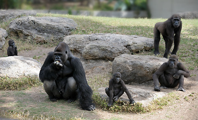 Image showing Gorillas