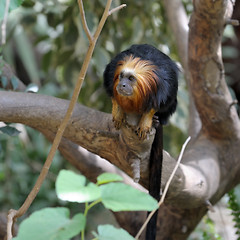 Image showing Monkey