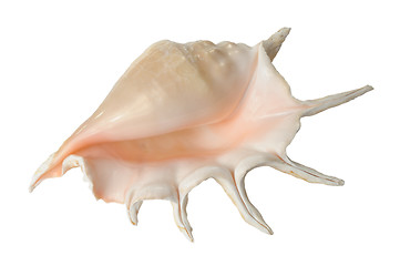 Image showing Seashell