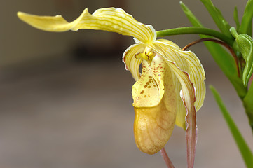 Image showing Tropical flowers