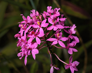 Image showing Orchids