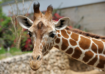 Image showing Giraffe