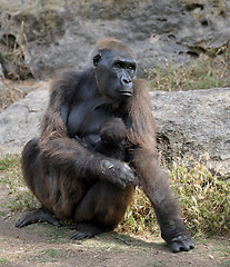 Image showing Gorillas