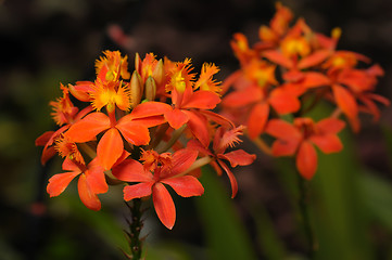 Image showing Orchids