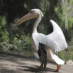 Image showing Pelican