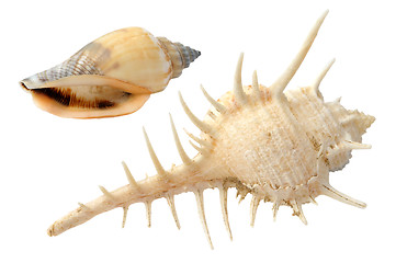 Image showing Seashells