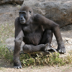 Image showing Gorillas