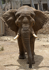 Image showing Elephant