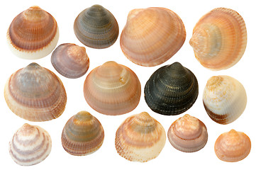 Image showing 
Seashells