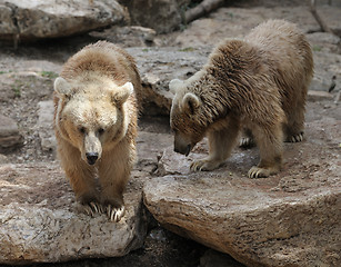 Image showing Syrian bear