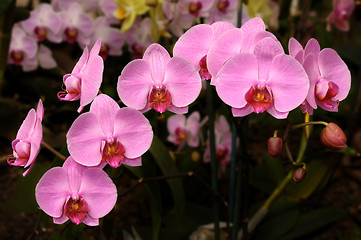 Image showing Orchids