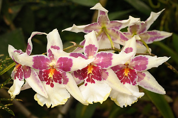 Image showing Orchids