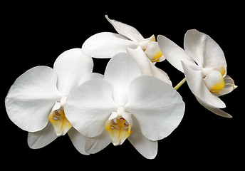 Image showing Orchids