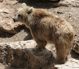 Image showing Syrian bear