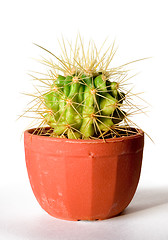 Image showing Cactus