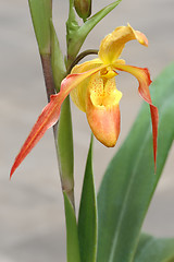 Image showing Tropical flowers
