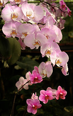 Image showing Orchids