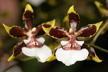 Image showing Orchids