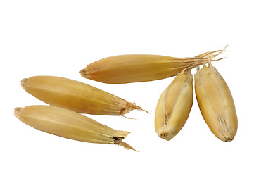 Image showing Oats