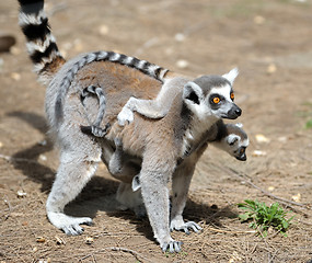 Image showing Lemurs