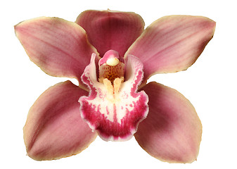 Image showing Orchids