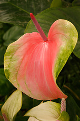 Image showing Tropical flowers