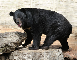 Image showing Bear