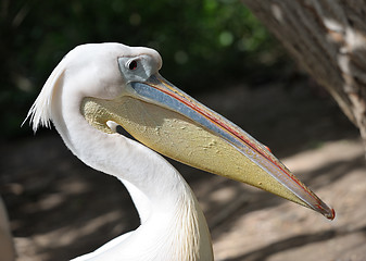 Image showing Pelican