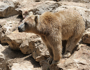 Image showing Syrian bear