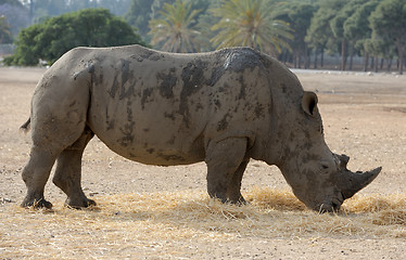 Image showing Rhinoceros