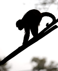 Image showing Monkey