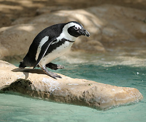 Image showing Penguin