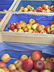 Image showing apples