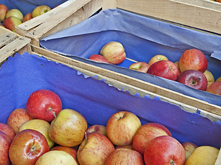 Image showing apples